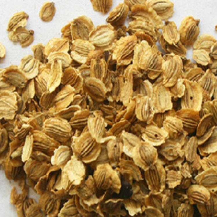 亳州白芷种子 实体经营 包芽率 包技术