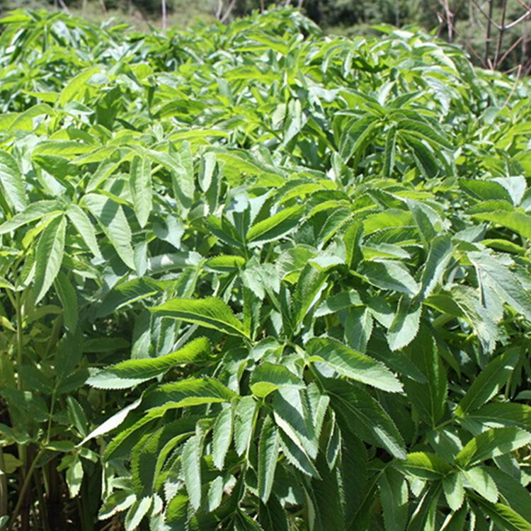 种植中药材白芷 白芷亩产量