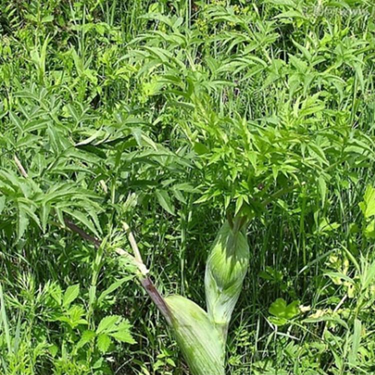 中药材白芷的种植技术
