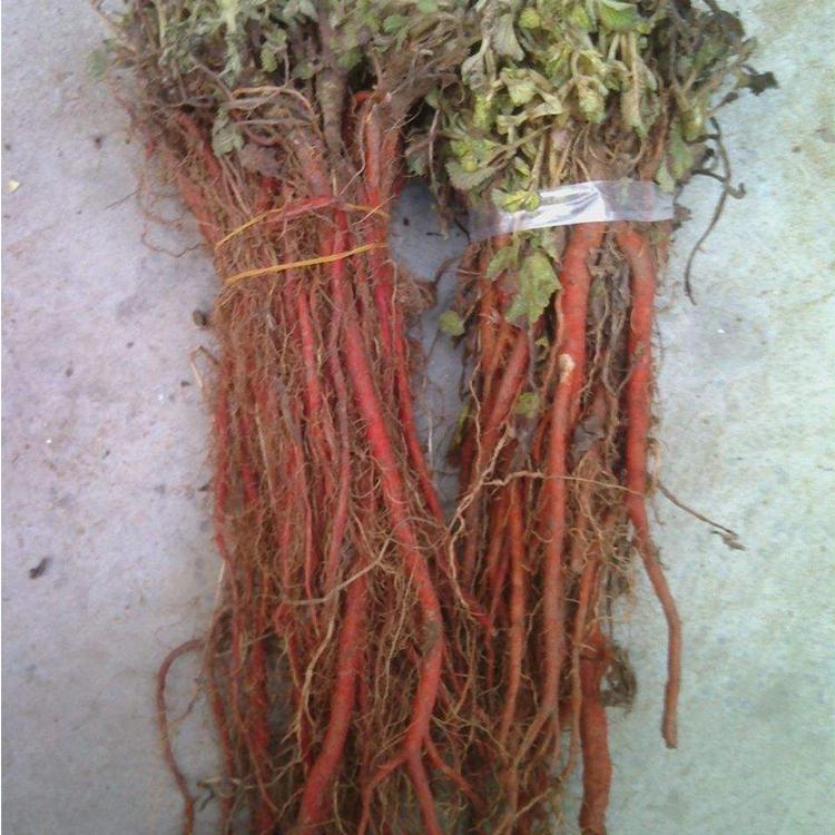 丹参苗 丹参种植技术 品质好 价格低