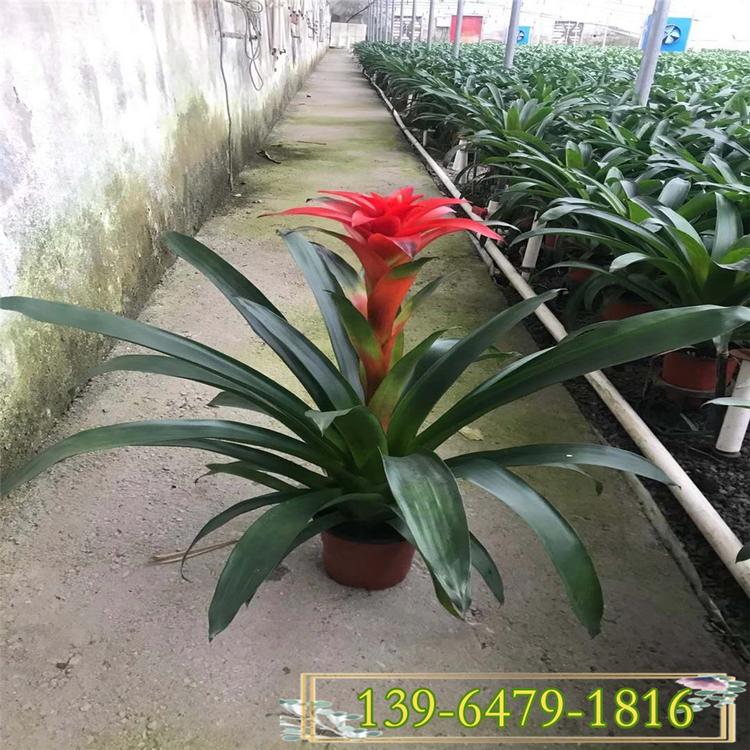 凤梨花图片 鸿运当头 青州平头红供应商 观赏花卉盆栽
