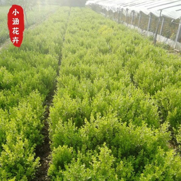 瓜子黄杨小苗  小叶黄杨  绿化工程苗  小涵花卉