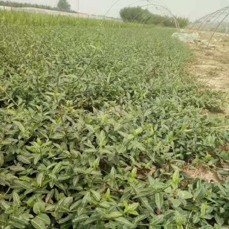 绿化用小叶扶芳藤 爬行卫矛 基地供应