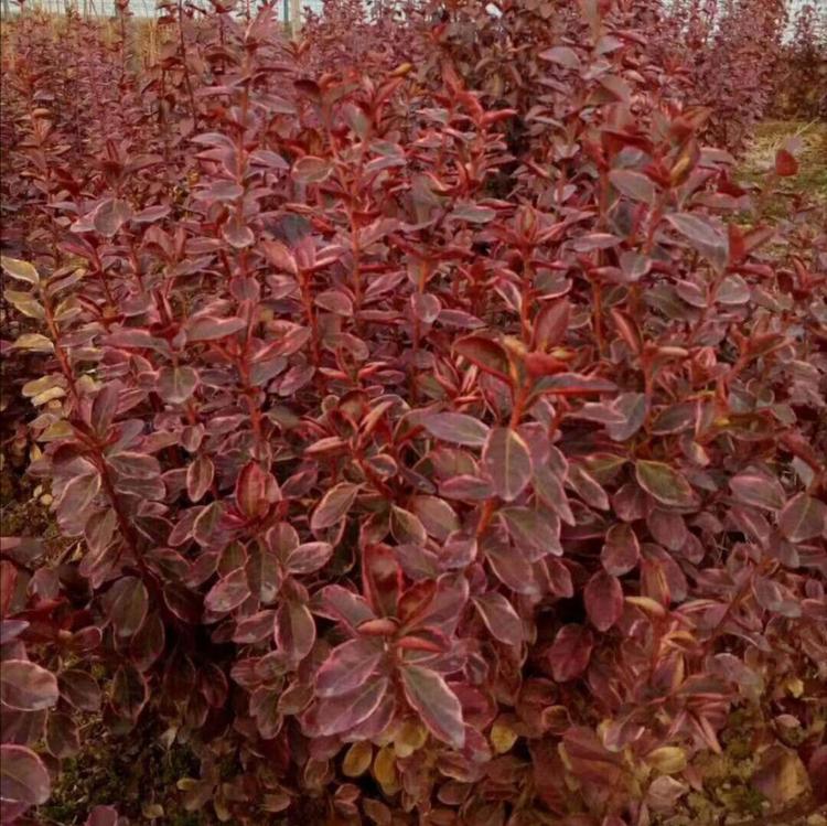 青州供应冬红卫茅 苗木基地直销冬红卫矛 价格低质量优 灌木冬红卫矛