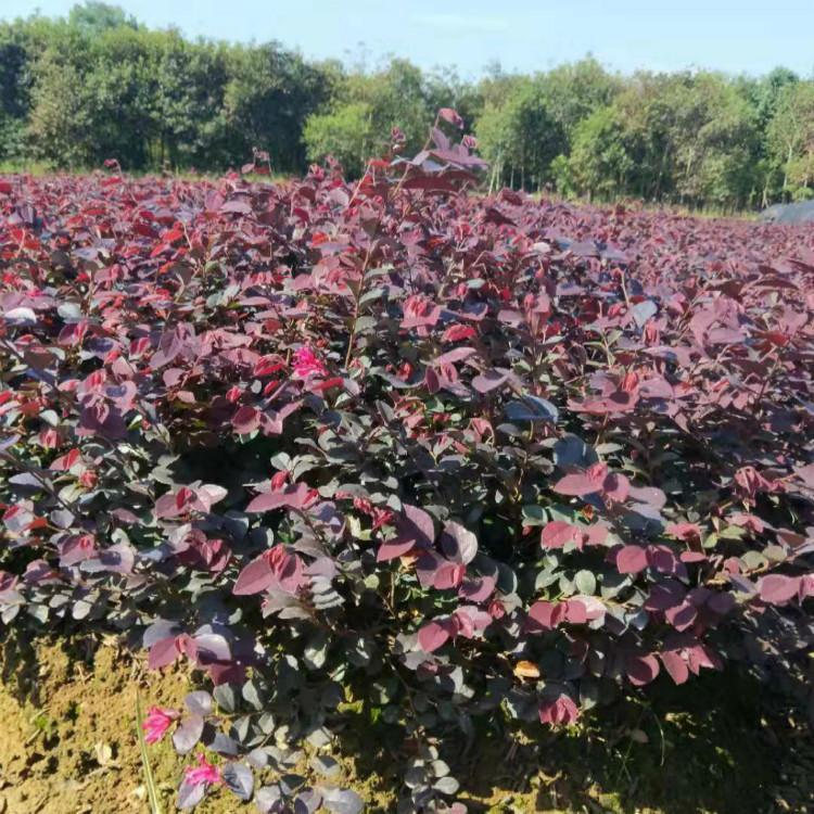 红花继木小苗价格 红花檵木基地直销  红花檵木工程绿化苗