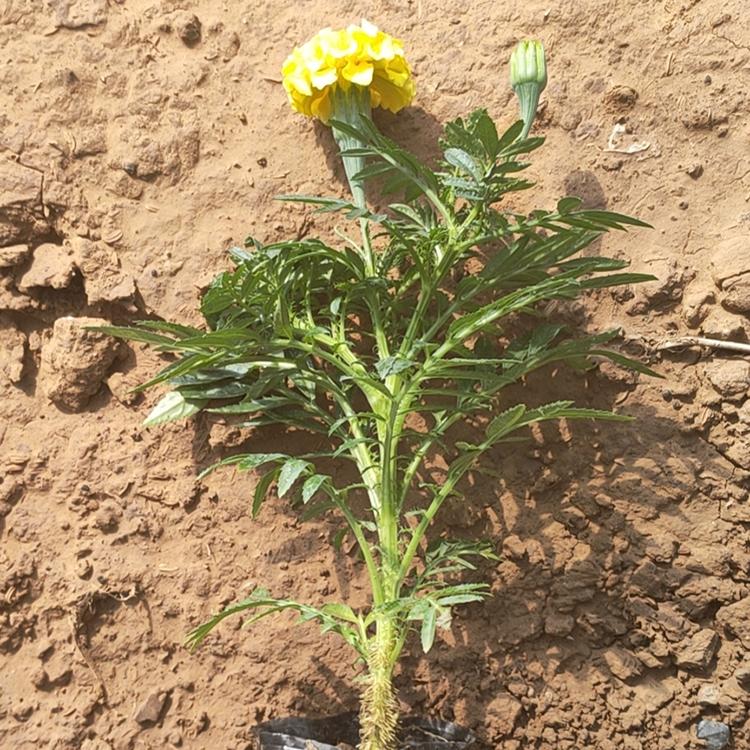万寿菊供货商 价格从优 山东万寿菊小苗