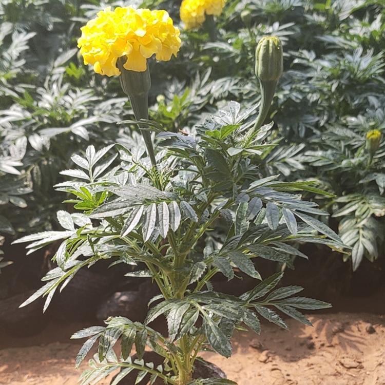 万寿菊小苗 万寿菊销售 基地供应
