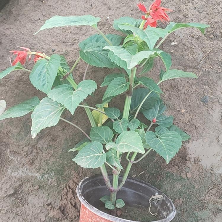一串红供应 青州一串红苗 买好苗到这里