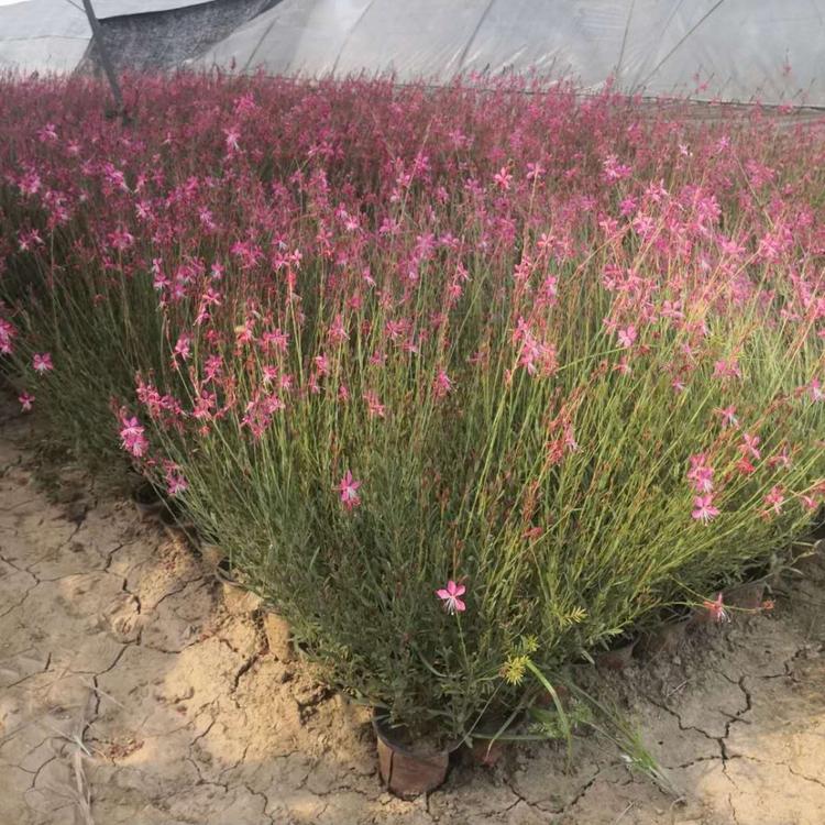 山桃草价格 山桃草营养杯苗 青州山桃草基地