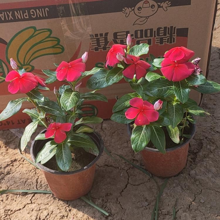 双色盆天天开 草花种植基地 长春花批发