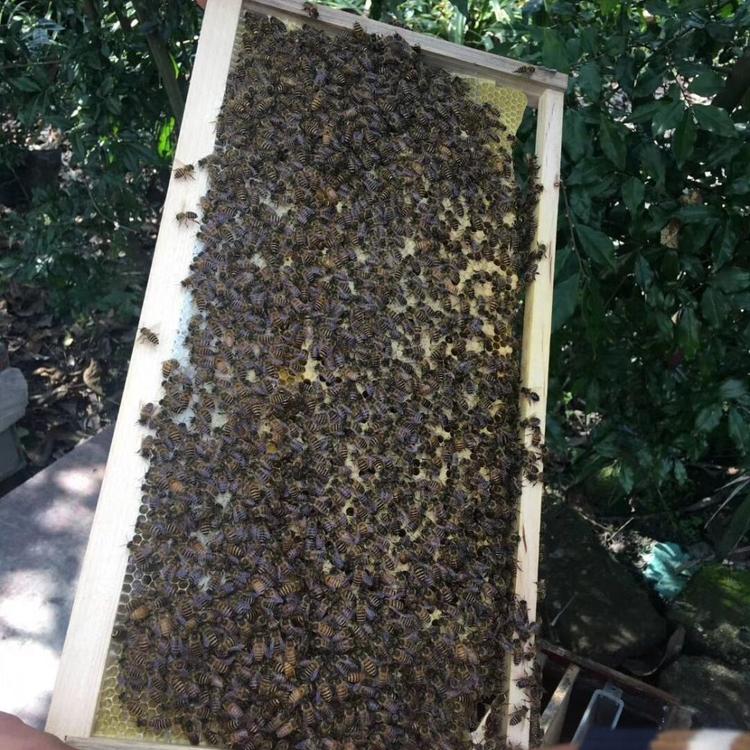 中蜂蜂群 包活到手 蜂群出售包邮 活体蜜蜂蜂群