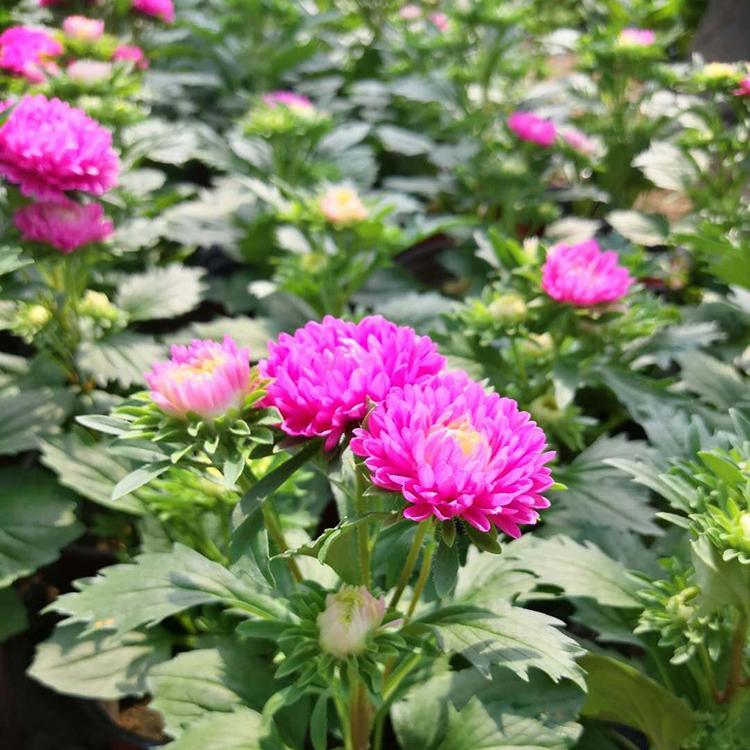 翠菊小盆栽 翠菊基地 山东草花