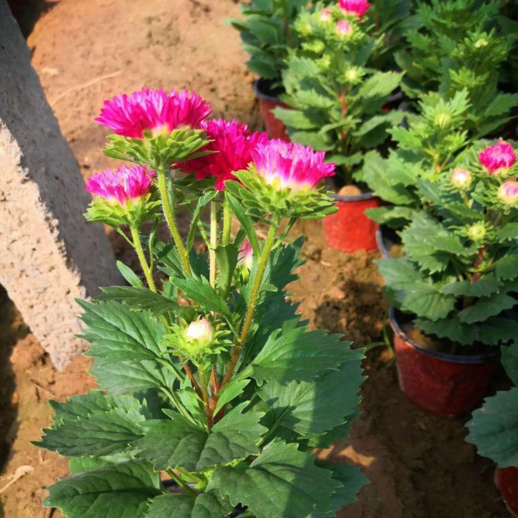 翠菊批发 基地种植 青州草花 翠菊