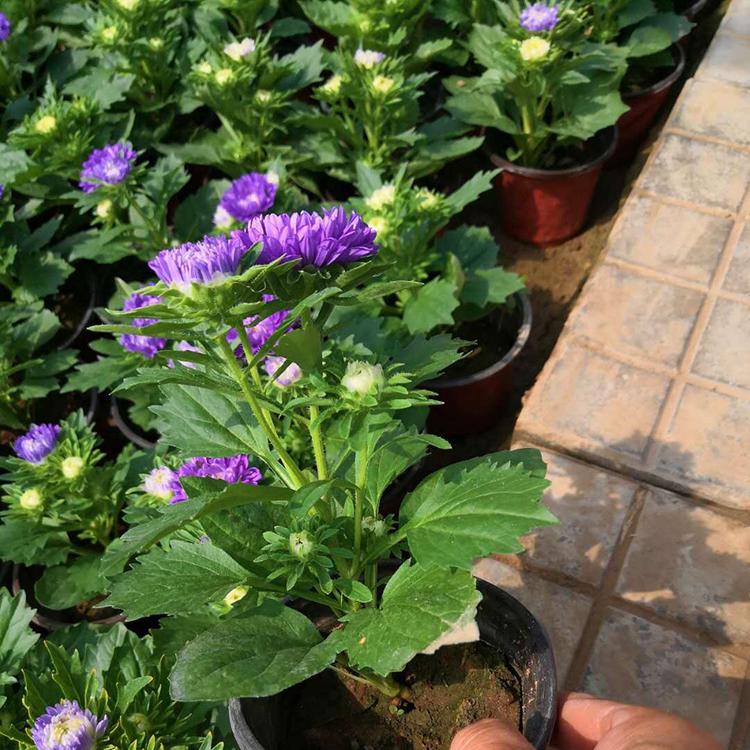 好苗供应 格桑花 翠菊报价