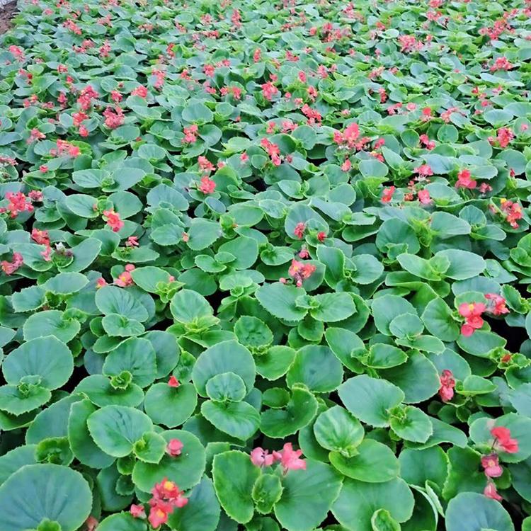 四季海棠种植基地 好苗出售 山东四季海棠苗