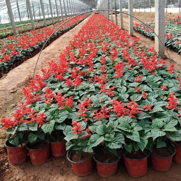 一串红种植基地 欢迎咨询 山东一串红盆栽