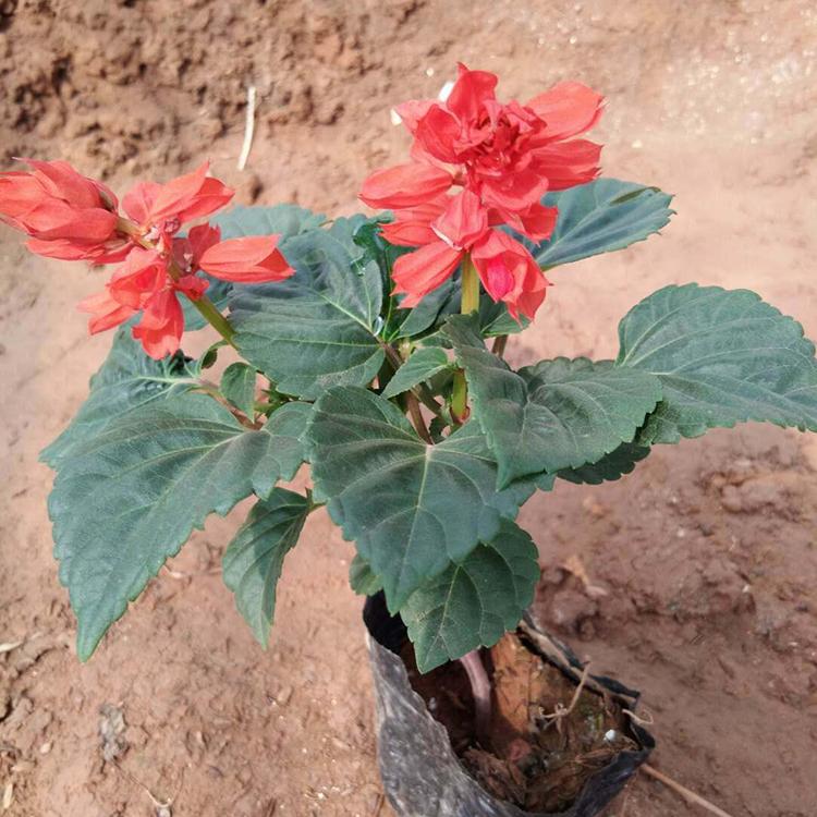 一串红种植基地 欢迎咨询 山东园林景观用一串红
