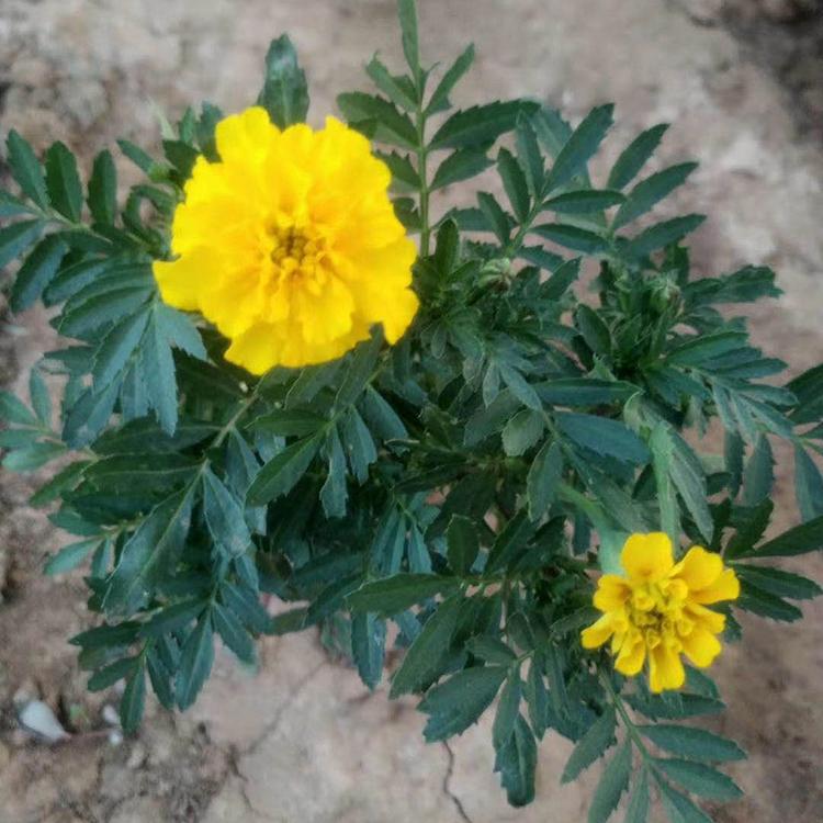 规格可选 观赏草花基地 孔雀草