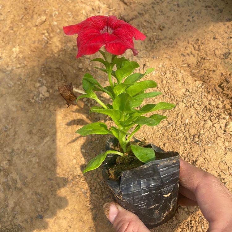 基地直售 牵牛行情 山东牵牛花