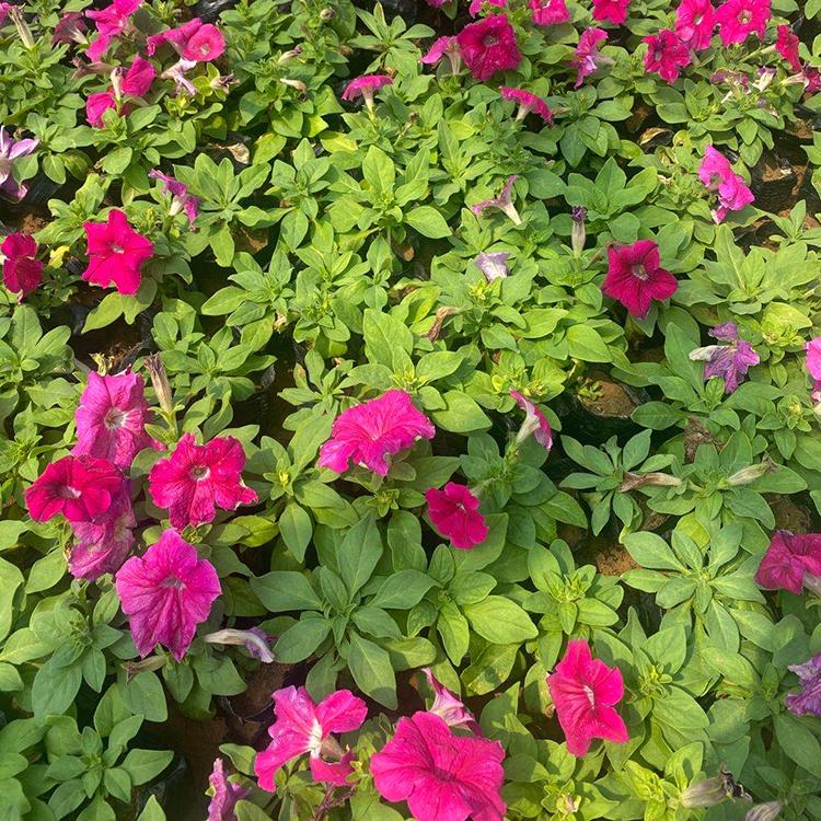 青州牵牛小苗 中嘉花卉 牵牛行情