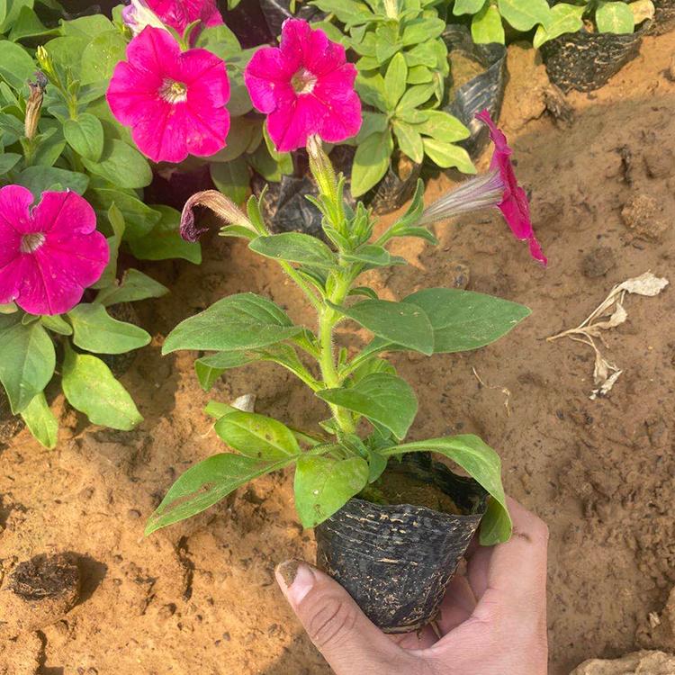 基地直售 牵牛批发 青州牵牛花