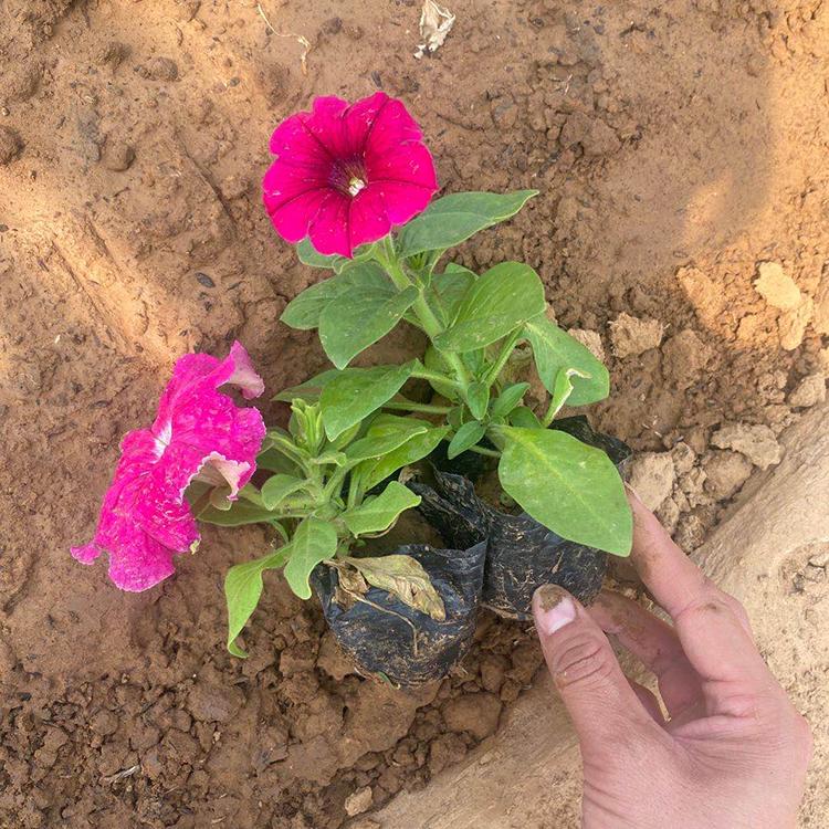 中嘉花卉山东牵牛基地  规格可选