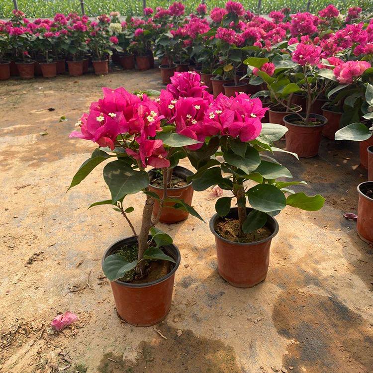 三角梅培育基地 观赏植物三角梅 好苗预定