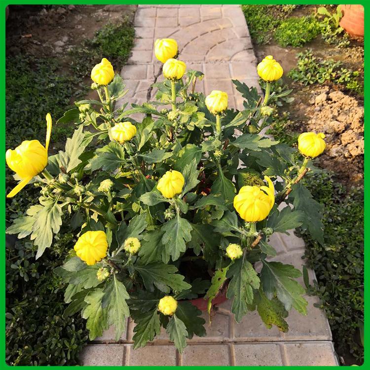 国庆菊 玉江租摆用菊花苗 菊花批发商 国庆菊直销基地