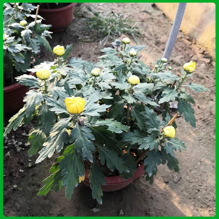 国庆菊 菊花 基地出售 菊花盆栽-现苗供应