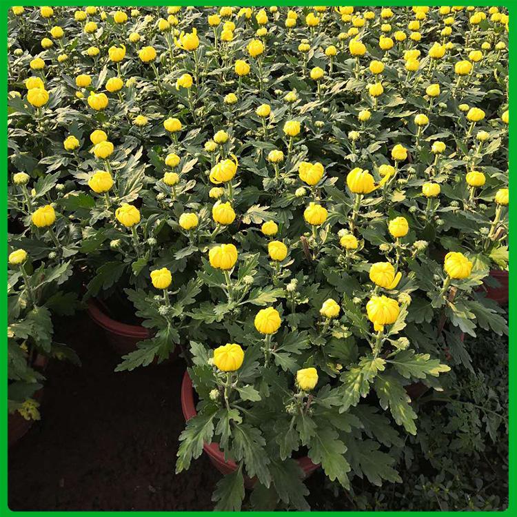 【好苗直销】国庆菊 菊花盆栽 来电详询