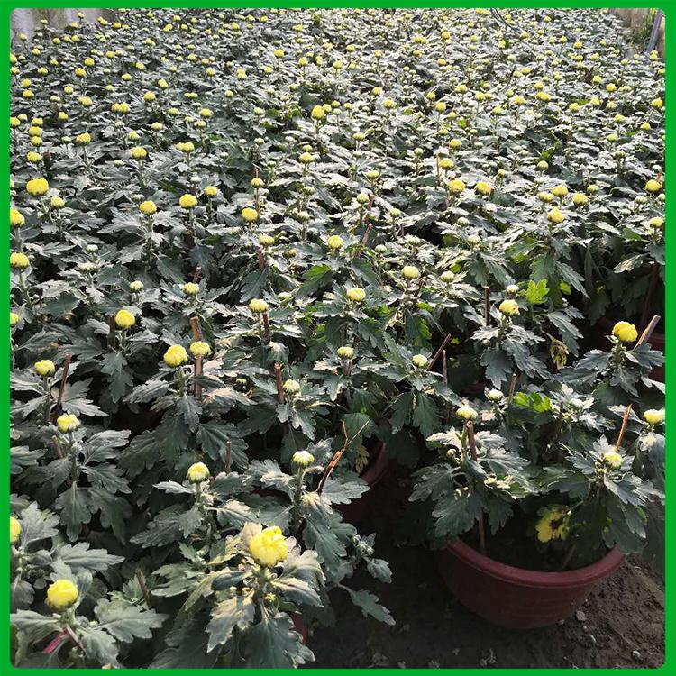 菊花盆栽 菊花基地 批量销售菊花盆栽