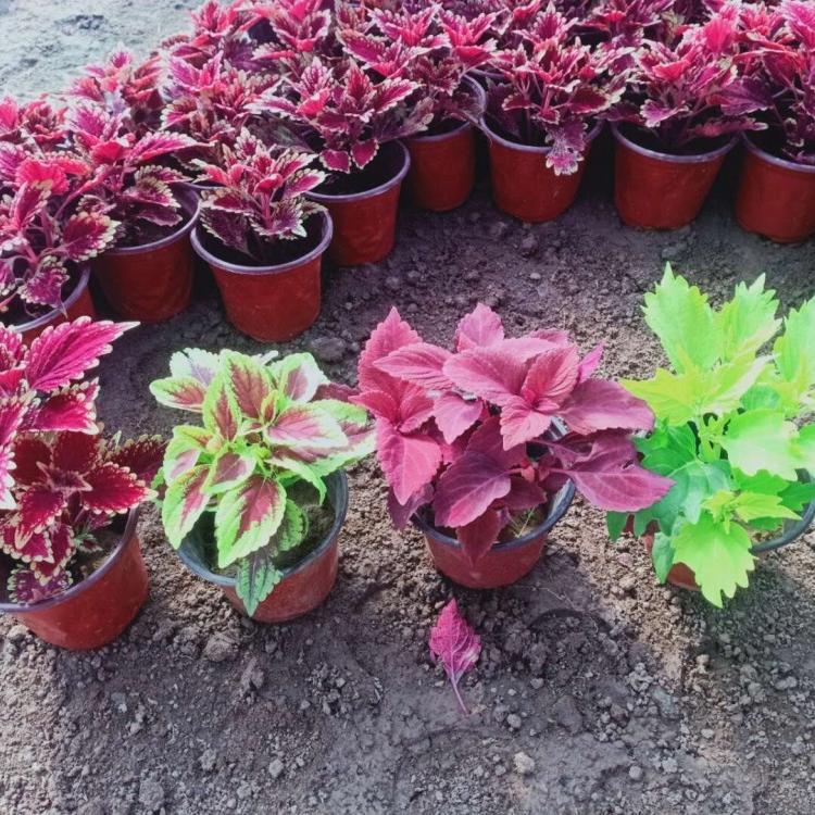 彩叶草价格 彩叶草营养杯苗 青州彩叶草种植基地