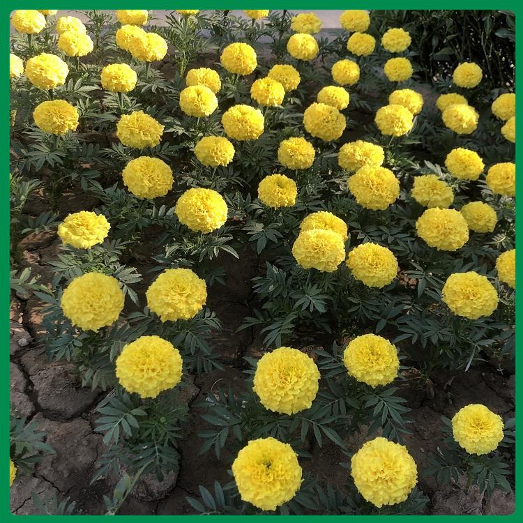 盆栽孔雀草 孔雀草大量供应 孔雀草供货商