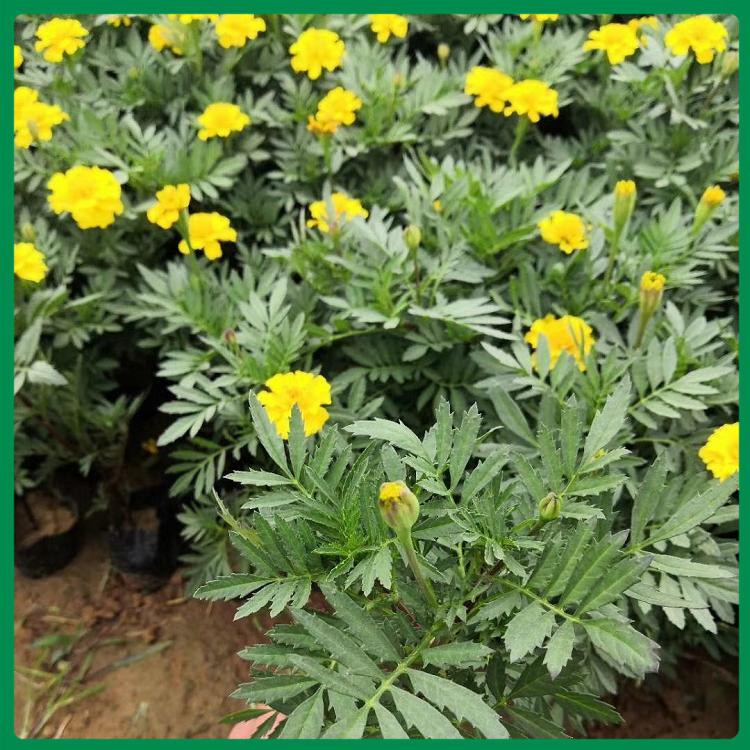孔雀草种植基地 诺森培育种植孔雀草 孔雀草供货商