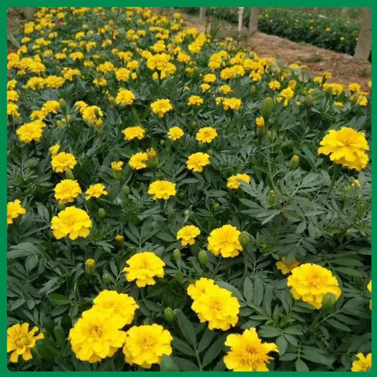 节日租摆用孔雀草 孔雀草报价 孔雀草花苗批发