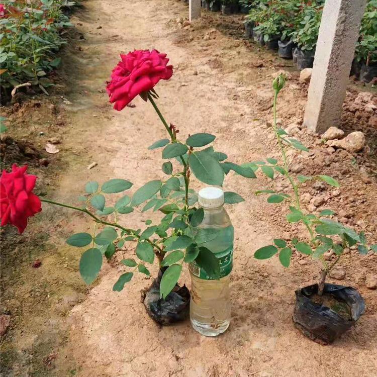 美好乡村绿化建设品种月季苗现货
