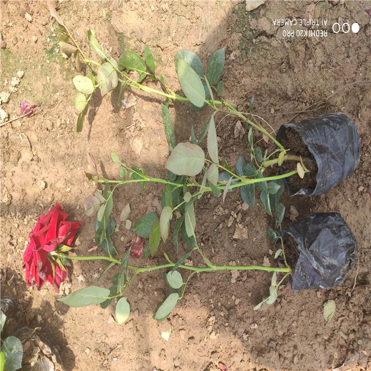 青州大花月季小苗 品种月季种植基地