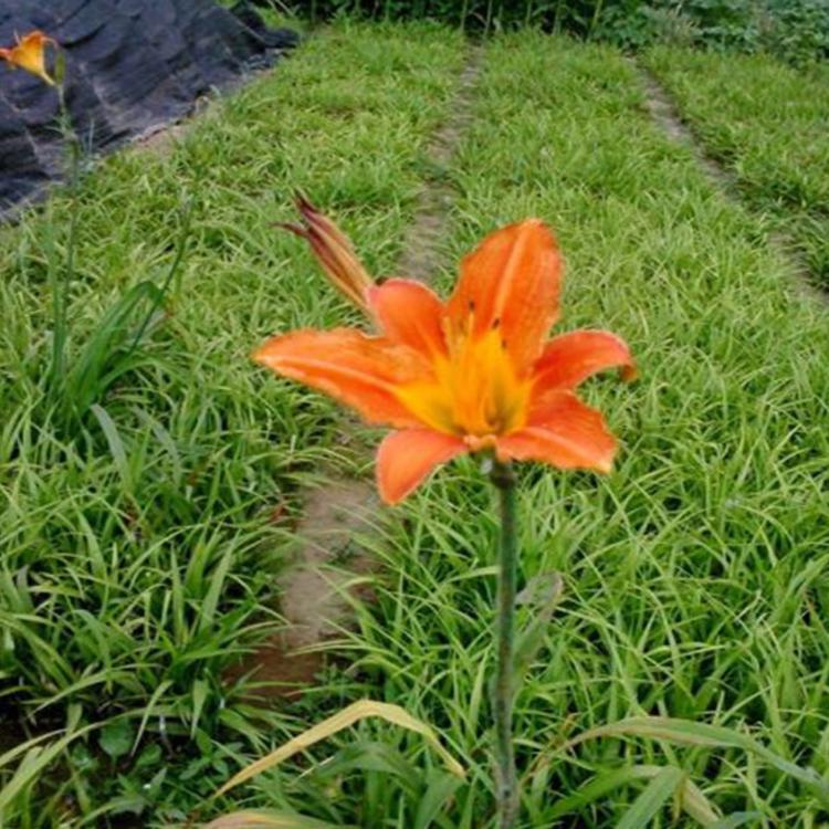 大花萱草绿化苗 大花萱草批发