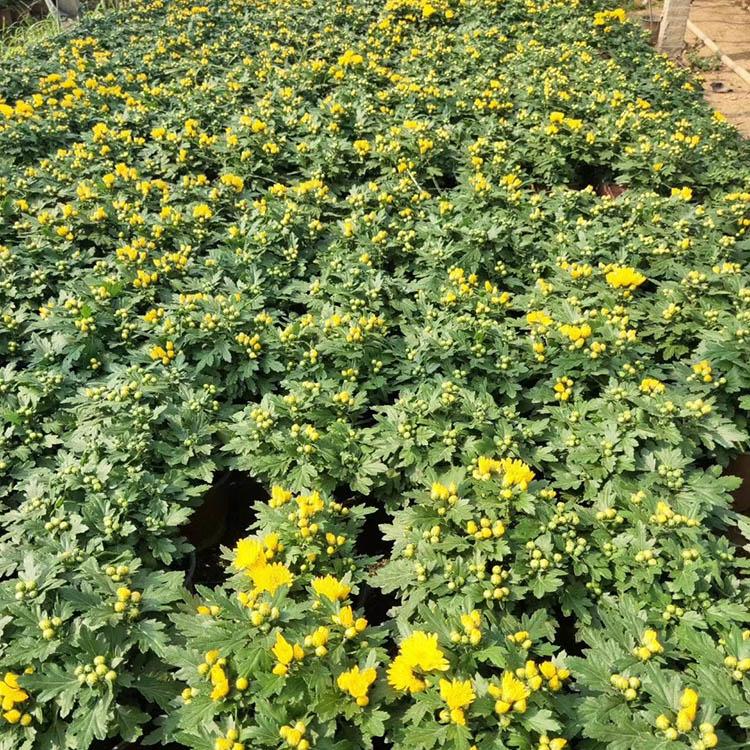 国庆菊 国庆菊价格 国庆菊出售 欢迎预定