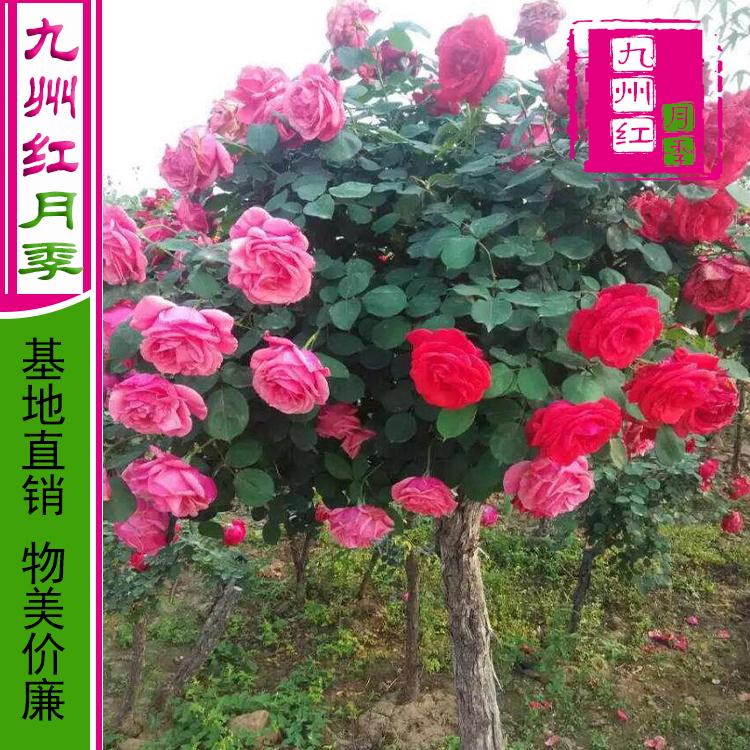 河南多色月季树批发 多色树形月季花批发供应工程绿化美化