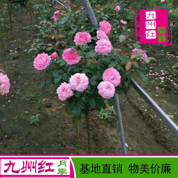 月季 树状月季批发 月季树批发 3公分月季树批发