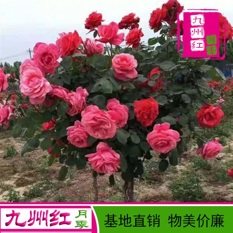 树状月季 月季树 树形月季 批发树状月季 树桩月季 大花月季树基地直销