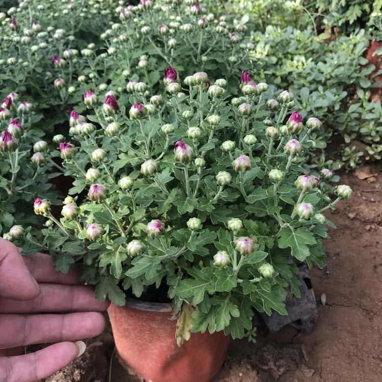 山东品种菊花批发 国庆租摆用品种菊花 品种菊花价格