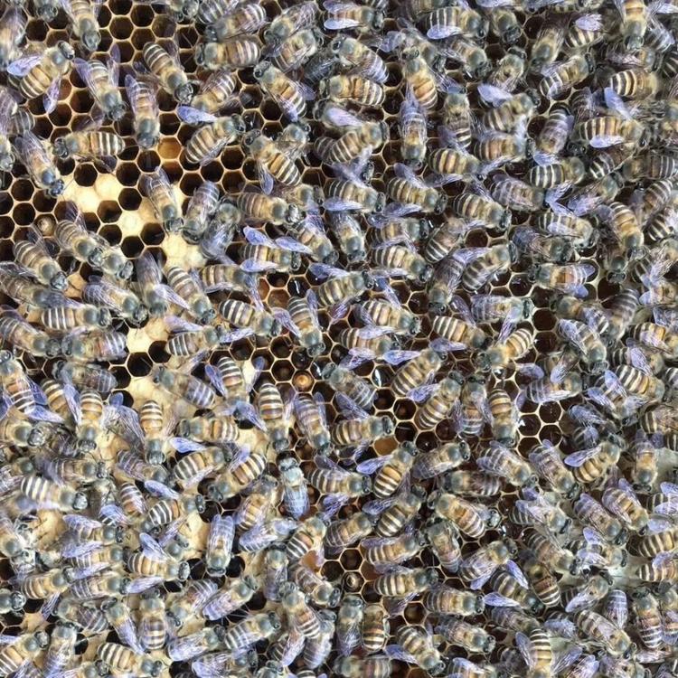 大蜜蜂 厂家直销 蜜蜂价格 卖蜜蜂