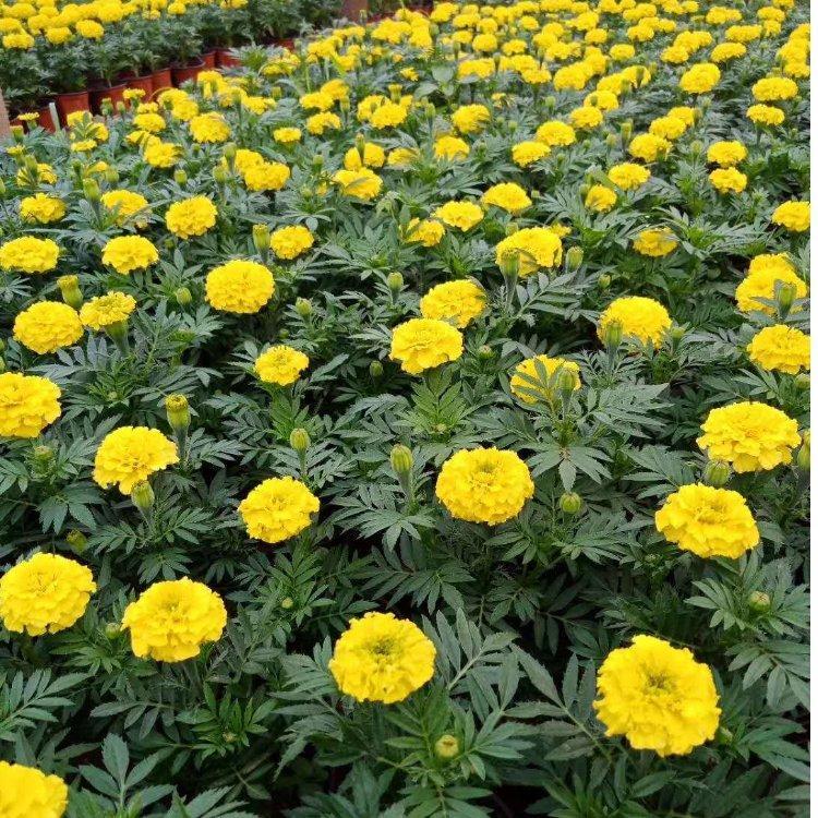 基地直供万寿菊    万寿菊批发价
