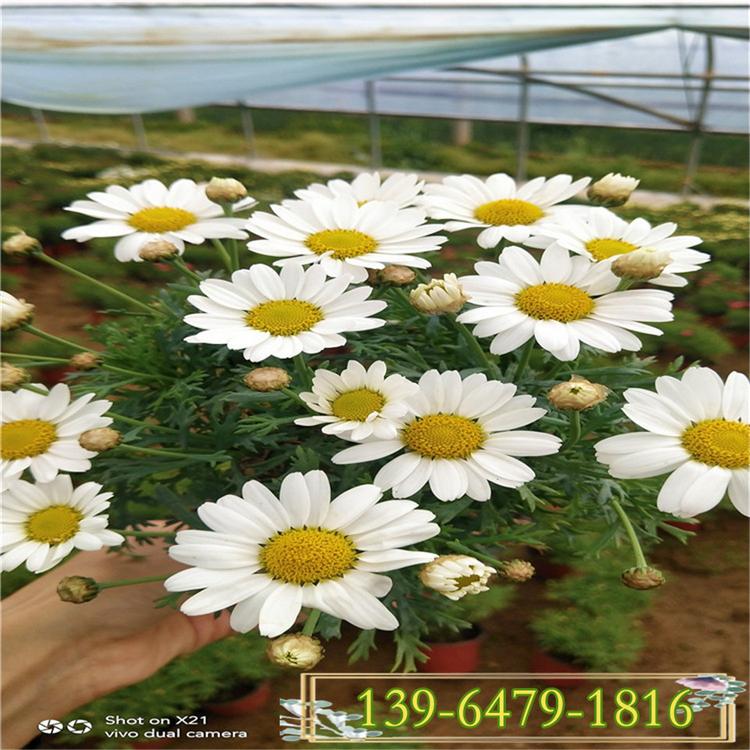 木春菊木茼蒿花盆苗 白色玛格丽特种植基地 青州花玛格丽特花期