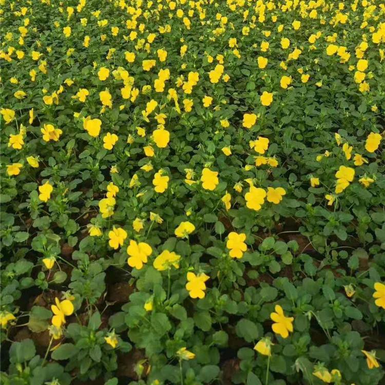 青州草花种植基地 青州花卉价格 江瑞园艺草花直供