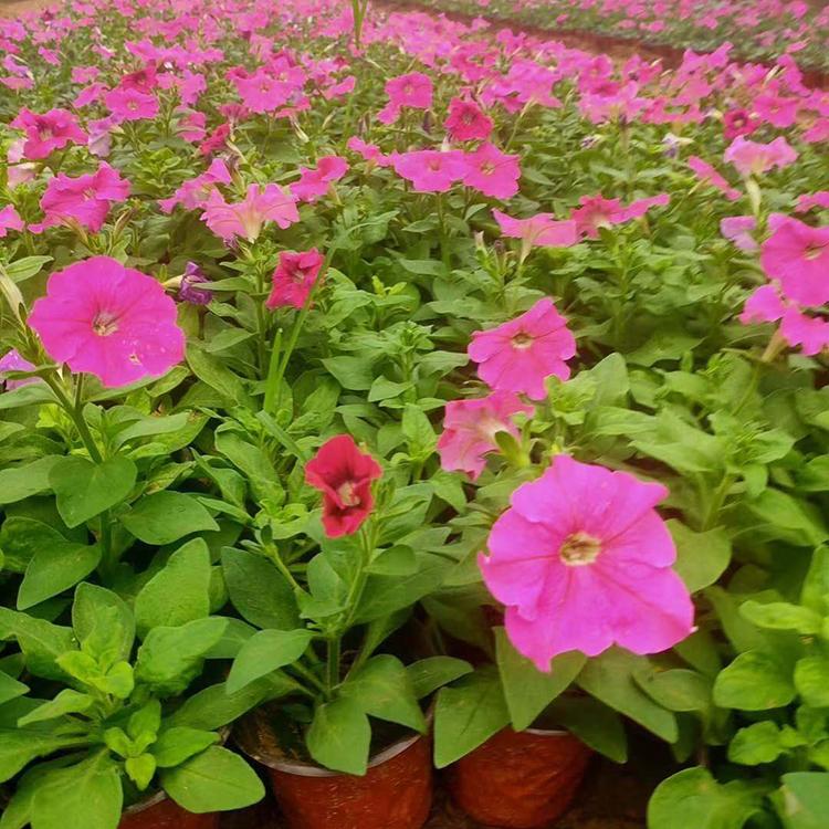 矮牵牛杯苗 基地直销 青州草花 矮牵牛报价