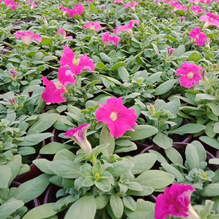 矮牵牛杯苗 基地直销 草花培育 矮牵牛批发