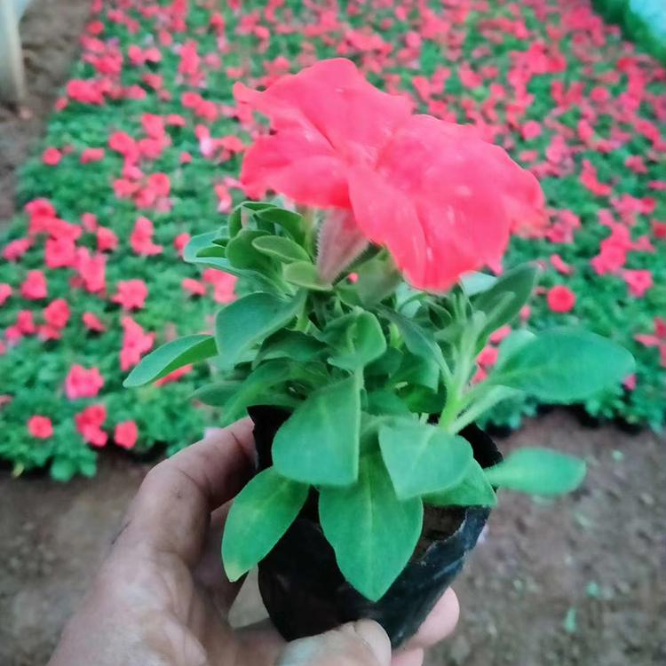 矮牵牛 万诺园林草花培育基地 矮牵牛批发商